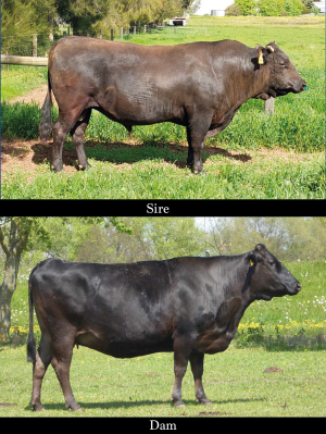 Goorambat Mr. Marble K483 x Havel-Wagyu MICHIFUKIKO